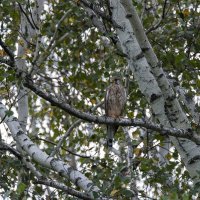 Обыкновенная пустельга. :: Вадим Басов