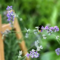 Лавандовое утро. :: Галина Левина