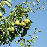 Груши :: Freddy 97