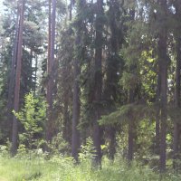 Леса Карелии :: Любовь ***