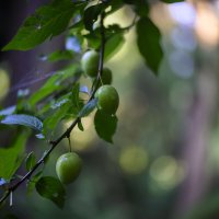 * :: Осень * :: Осень