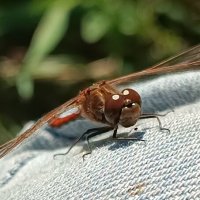 Любопытная :: Андрей 