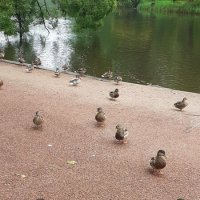 Уточки :: Галина Чистякова 