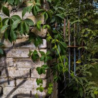 Заплетает осень в косы лета смелые ростки :: Дмитрий Костоусов Заплетает осень в косы лета смелые ростки :: Дмитрий Костоусов