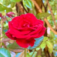 Королева среди цветов :: Iren Brilliance