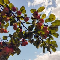 *** :: Александр Николаев