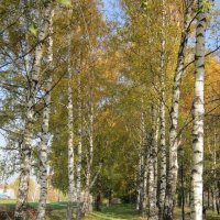 Золотая аллея :: Дмитрий Никитин