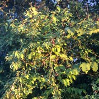 Вечерний свет :: Наталья Герасимова Вечерний свет :: Наталья Герасимова