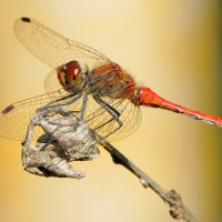 из снятого позапозавчера 5 :: Александр Прокудин