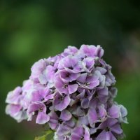 Цветы запоздалые :: Наталья Герасимова