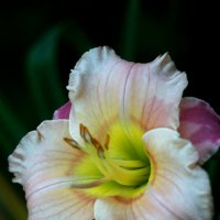 Цветы запоздалые :: Наталья Герасимова Цветы запоздалые :: Наталья Герасимова