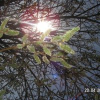 Блики солнца :: fogmeadowww m