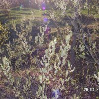 Цветение :: fogmeadowww m