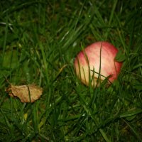 Яблоко на... :: Наталья Герасимова