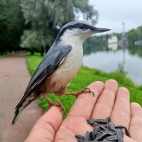 Поползень :: Сапсан 