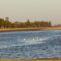 Чайки :: Татьяна Пальчикова