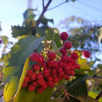 С сентябрем! :: Татьяна Пальчикова