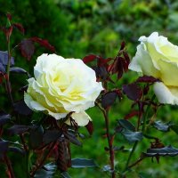 Розы в последний день лета. :: Милешкин Владимир Алексеевич 