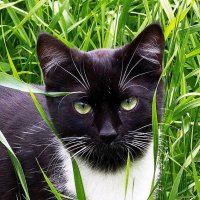 Зелёноглазая Муся :: Светлана Ищенко