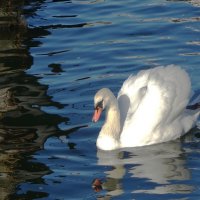 Лебедь :: Рита Симонова