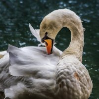 Шипун :: SanSan 