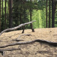 На сопках :: Александр Ильчевский 