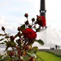 "В парке розы цвели, Так торжественно, нежно!" :: AleksSPb Лесниченко