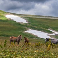Прогулка по плато Лаго-Наки :: Игорь Сикорский