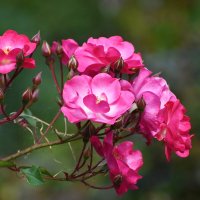 Лето в Ботаническом... Август. :: Наташа ***** Лето в Ботаническом... Август. :: Наташа *****