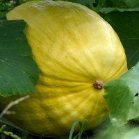 Лето в Ботаническом... Август. :: Наташа *****