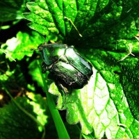 Бронзовка :: Людмила Смородинская