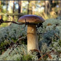 *** :: Aleksandr Gal