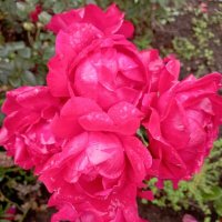 ***** :: Елена Семигина