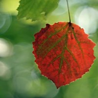 И осень шлёт свои приветы... :: Андрей Заломленков