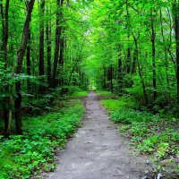 Чебоксары. Тропа рощи Гузовского после летнего дождя. :: Пётр Чернега