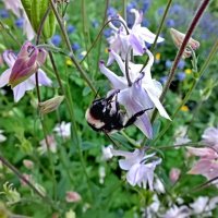 Шмель на цветке :: Сергей Михайлов Шмель на цветке :: Сергей Михайлов