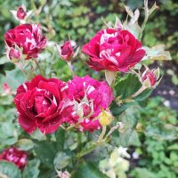 ,,, :: Сергей Тимоновский