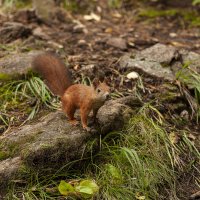 Рыжая красотка с шикарным хвостиком. :: Вадим Басов