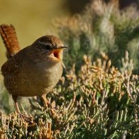 Крапивник... :: Николай Саржанов