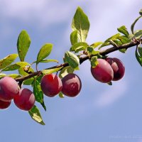 Моя любимая слива :: Ирина Баскакова Моя любимая слива :: Ирина Баскакова