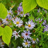 Этюд с сентябринками :: Светлана 