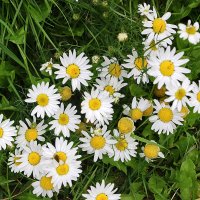 Мои любимые ромашечки :: Светлана 