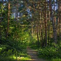 Летним днём в Серебряном Бору. :: Сергей Фомичев Летним днём в Серебряном Бору. :: Сергей Фомичев
