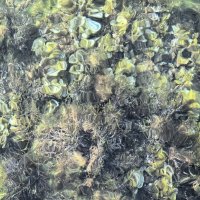 Подводный сад :: Татьяна Михайлова