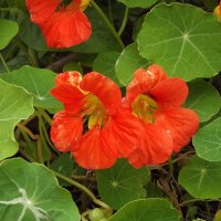 Настурция :: Freddy 97