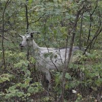 Встреча в лесу :: Freddy 97