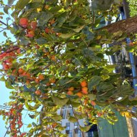 Китайские яблочки-ранетки :: Svetlana 