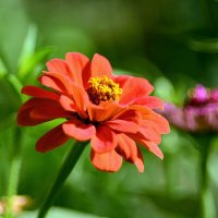 Цинния :: Геннадий Супрун Цинния :: Геннадий Супрун