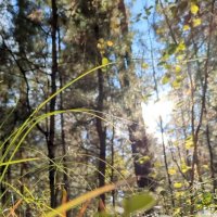 Лес :: Оксана Я