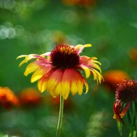 Гайлардия :: Геннадий Супрун